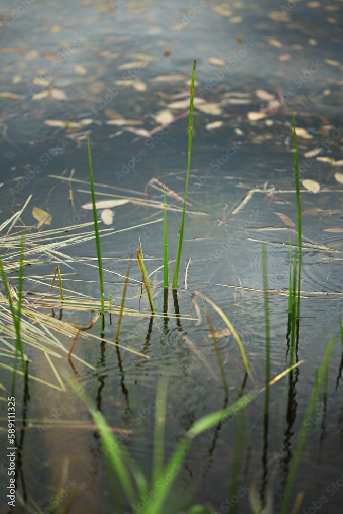 Vertical shot of reeds and autumn leaves floating on a lake Vertical shot of reeds and autumn leaves floating on a lake