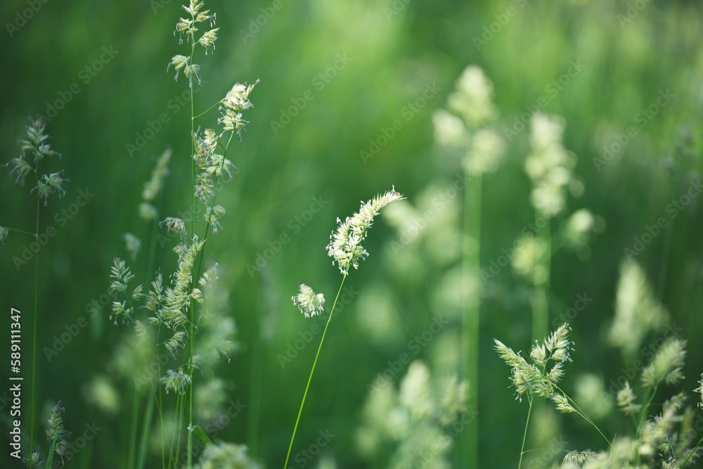 Selective focus of white Herbaceous plants against a green blurred background Selective focus of white Herbaceous plants against a green blurred background