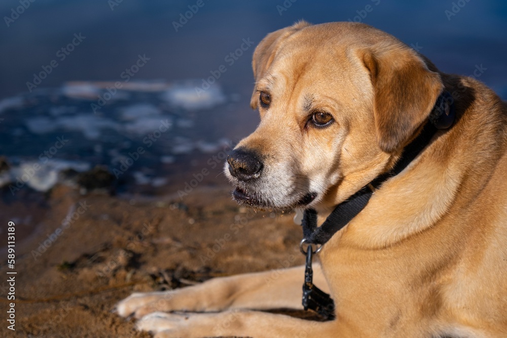 Closeup shot of an adorable brown dog with a black collar on a seashore Closeup shot of an adorable brown dog with a black collar on a seashore