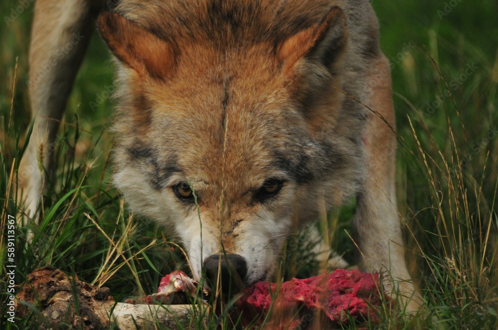 Obraz premium Wild wolf devouring its prey in a field