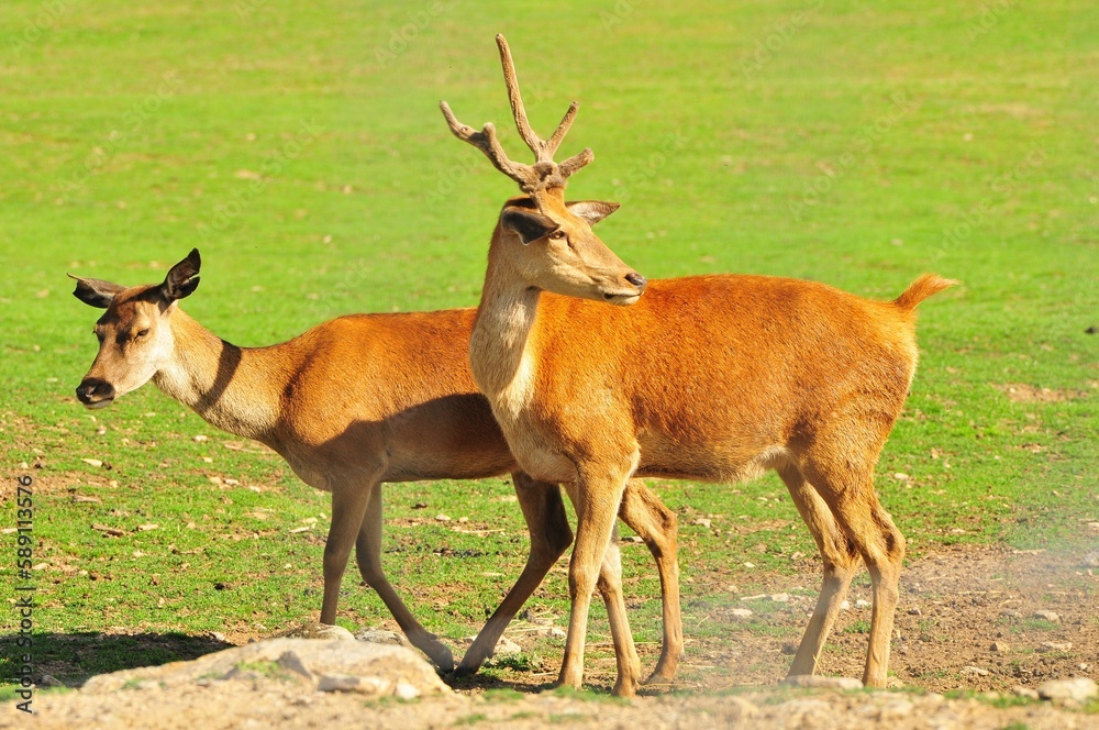 Fototapeta premium Couple of red deer in the green meadow.
