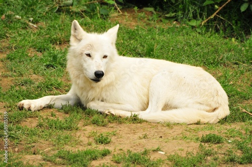 Closeup of an Arctic wolf  Canis lupus arctos lying on the ground with green grass.