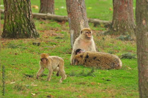 Barbary macaques, Macaca sylvanus resting on the green grass.