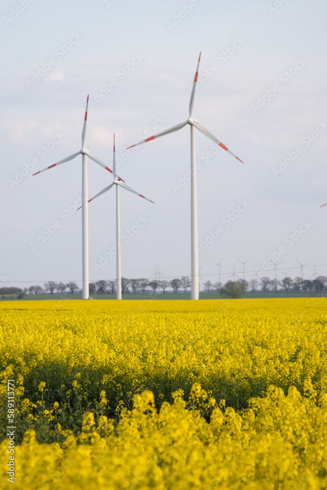 Yellow flowers in a rapeseed field and wind turbines on the horizon Yellow flowers in a rapeseed field and wind turbines on the horizon