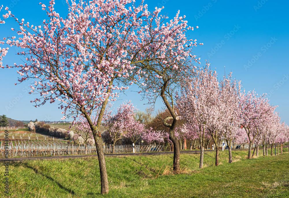Almond blossom on the German Wine Route near Bad Duerkheim, Rhineland-Palatinate, Germany Almond blossom on the German Wine Route near Bad Duerkheim, Rhineland-Palatinate, Germany
