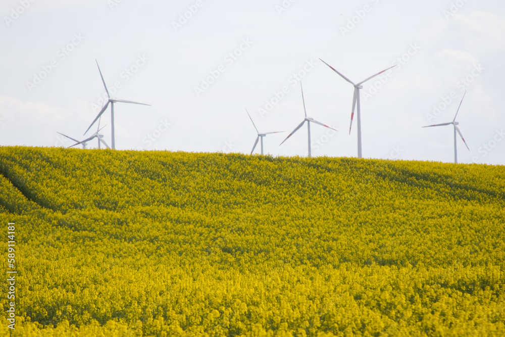 Yellow flowers in a rapeseed field and wind turbines on the horizon Yellow flowers in a rapeseed field and wind turbines on the horizon