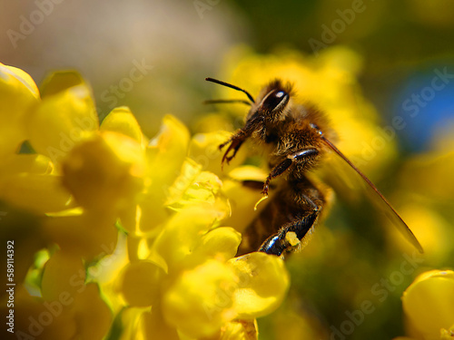 Die Biene im Frühling