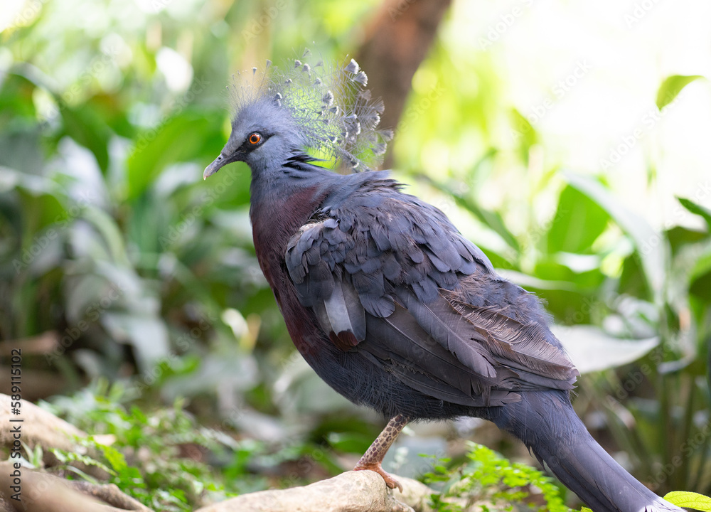Fototapeta premium Bird at park