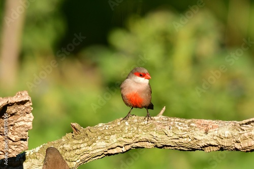 Close-up view of a Common waxbill perching on a branch under the sunlight