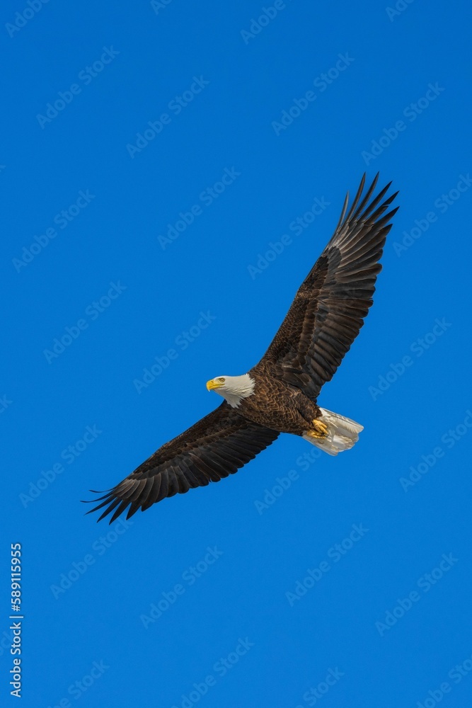 Vertical shot of a bald eagle flying against a clear blue sky. Vertical shot of a bald eagle flying against a clear blue sky.