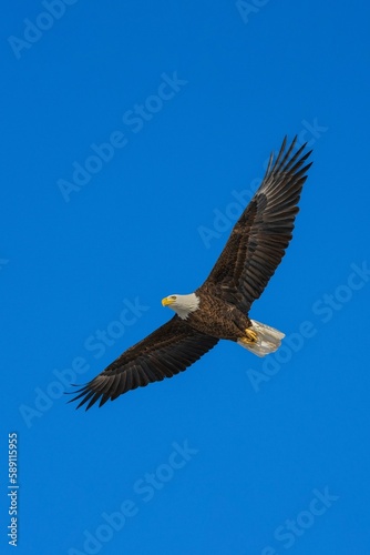 Vertical shot of a bald eagle flying against a clear blue sky.