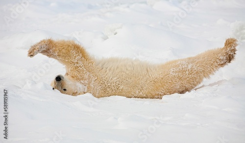 Polar bear stretching in snow in Wapusk National Park, Canada. photo