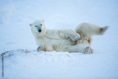 Closeup shot of a polar bear lying on the snow in Wapusk National Park, Canada photo