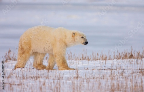 Closeup shot of a polar bear walking on the snow photo