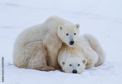 Closeup shot of a polar bears lying on the snow photo