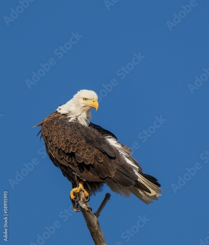 Bald eagle perched on a wooden stick under a clear blue sky.