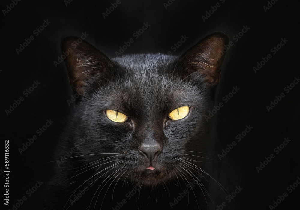black cat on black background.