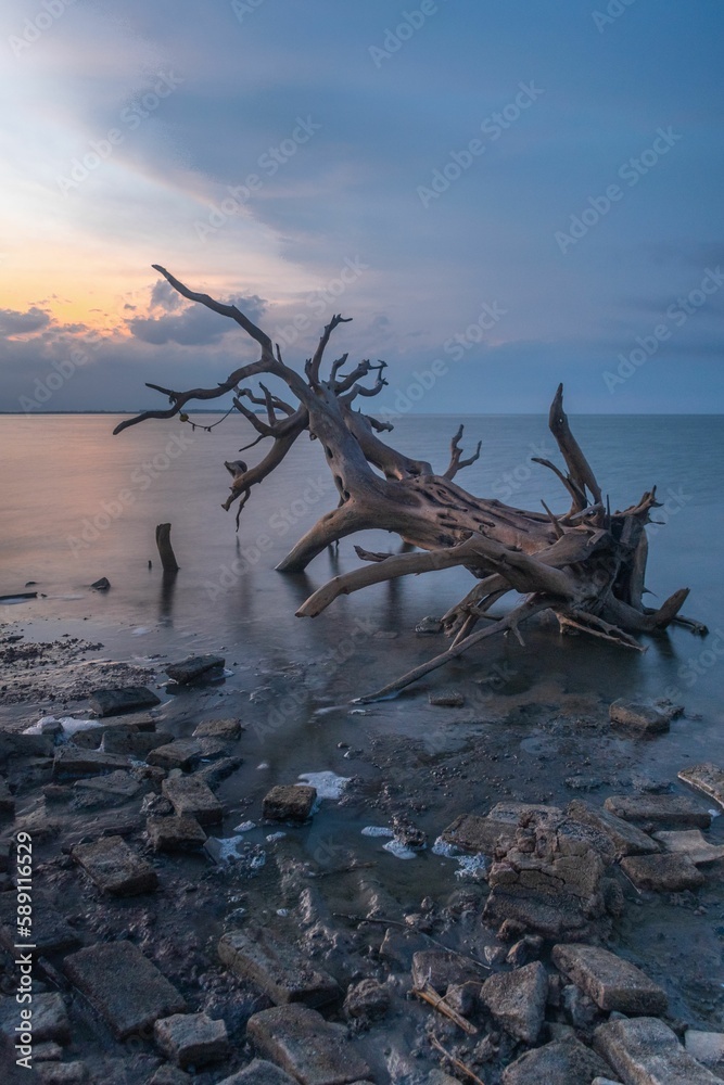 Vertical long-exposure view of a fallen tree at the coast of a sea on a cloudy day