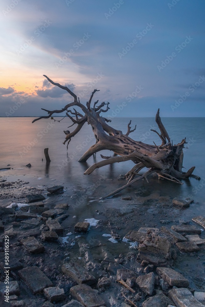 Vertical long-exposure view of a fallen tree at the coast of a sea on a cloudy day Vertical long-exposure view of a fallen tree at the coast of a sea on a cloudy day