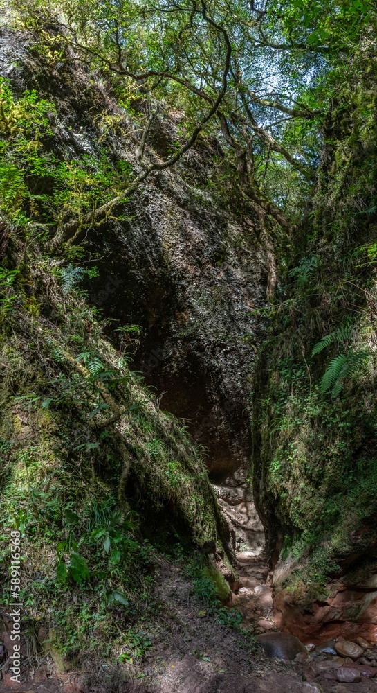 Obraz premium Vertical of a dense green forest
