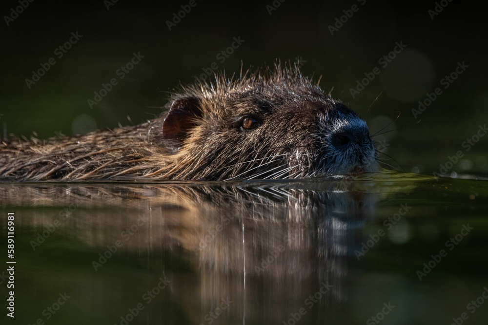 Selective of nutria (Myocastor coypus) in the water Selective of nutria (Myocastor coypus) in the water