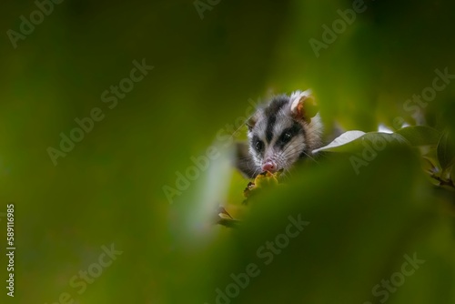 Selective of big-eared opossum (Didelphis aurita) from green leaves