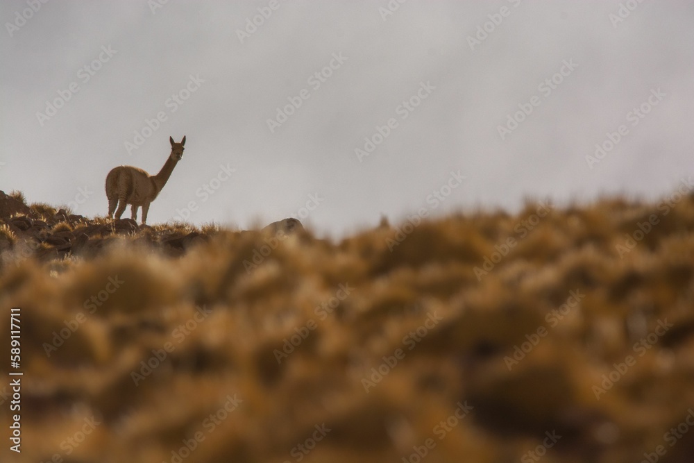Selective of a guanaco (Lama guanicoe) in a field Selective of a guanaco (Lama guanicoe) in a field