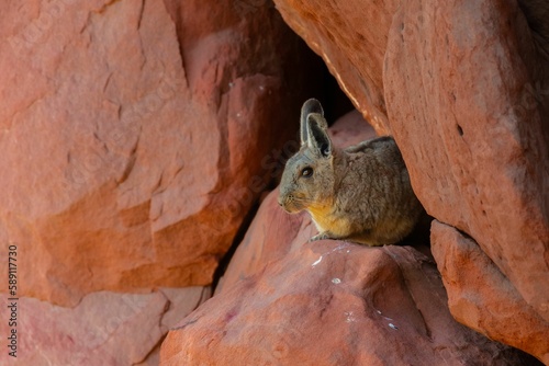 Selective of southern viscacha (Lagidium viscacia) on rocks photo