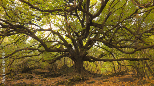 Ilice di Carrinu -albero secolare sul vulcano Etna in Sicilia photo