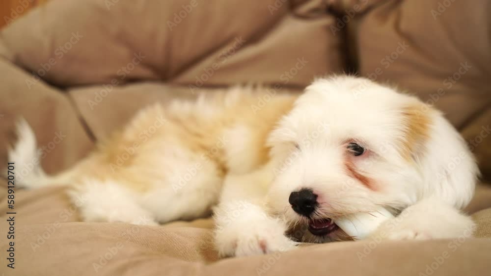 Terrier puppy gnaws a bone, lying on the floor in the living room. A small fluffy golden white Tibetan terrier puppy plays lying on the floor. Terrier puppy gnaws a bone, lying on the floor in the living room. A small fluffy golden white Tibetan terrier puppy plays lying on the floor.