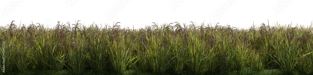 Fototapeta premium a rice field on a transparent background - 3D Illustration
