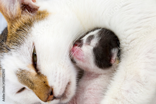 Mother cat and baby cat © Esin Deniz