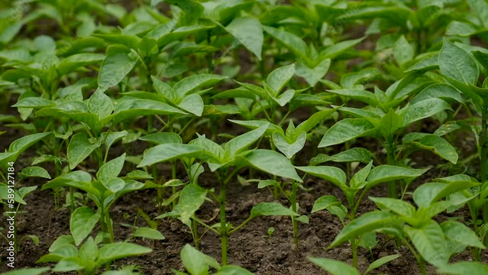 Pepper seedlings grow in the garden. Selective focus. Pepper seedlings grow in the garden. Selective focus.