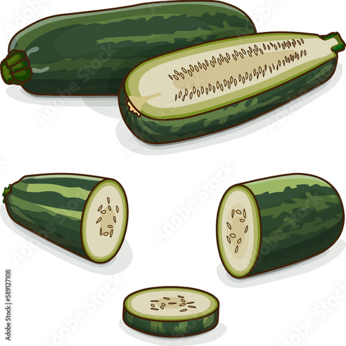 Whole, half, quarter, slices of Marrow Squash or vegetable marrow. Courgette or marrow. Summer squash. Cucurbita. Fruits and vegetables. Cartoon style. Vector illustration isolated on white background