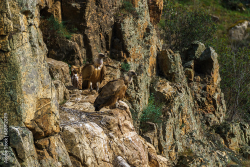 Griffon vultures' nest on granite rock against a backdrop of trees and green plants