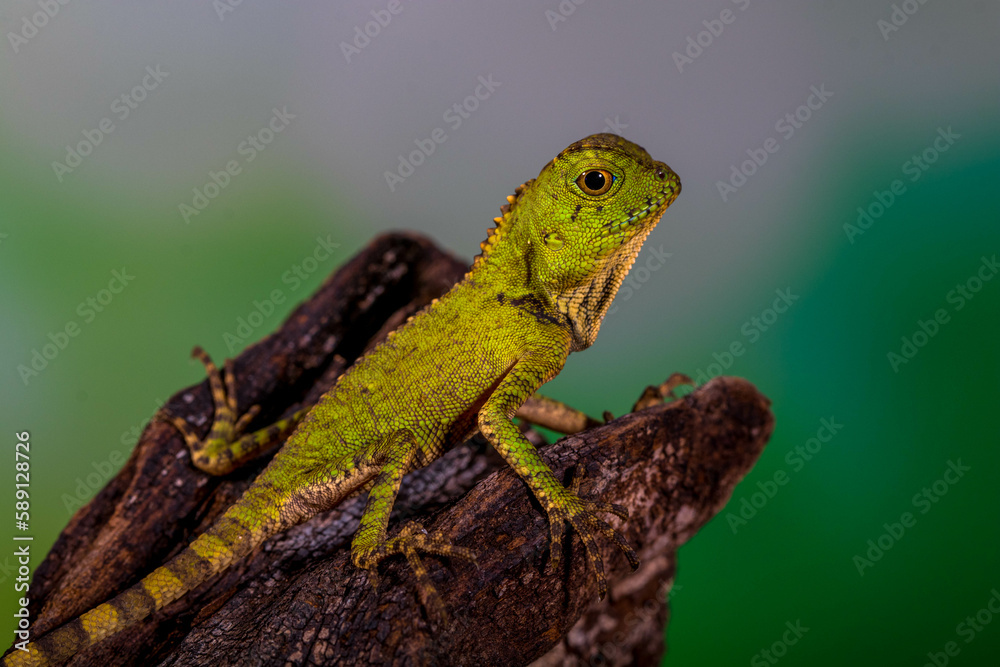 Fototapeta premium Borneo Forest Dragon (Gonocephalus bornensis)