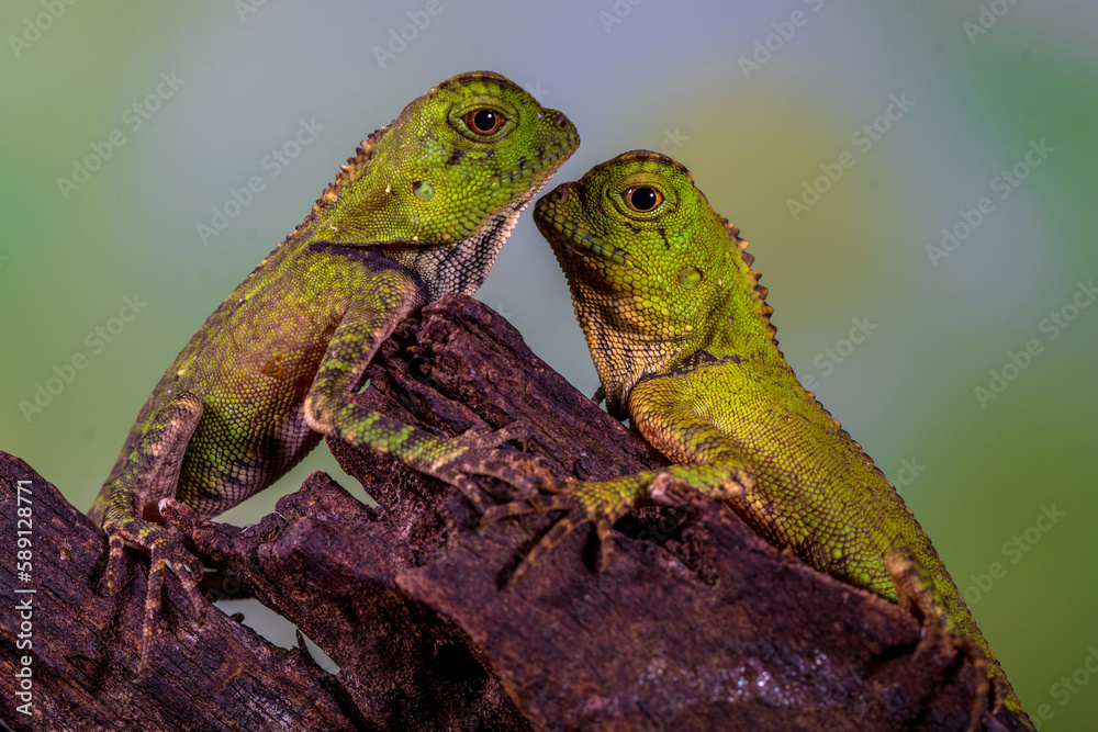 Fototapeta premium Borneo Forest Dragon (Gonocephalus bornensis)