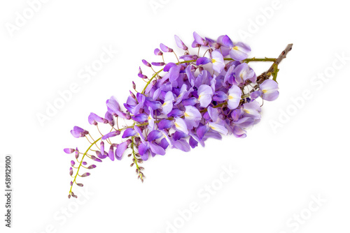 Wisteria sinensis flower isolated on the white background