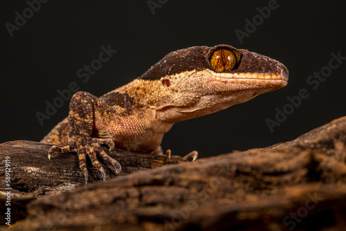 Bent-toed Geckos (Genus Cyrtodactylus) © lessysebastian