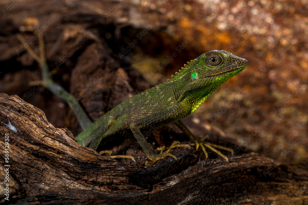 Bronchocela jubata, commonly known as the maned forest lizard, is a species of agamid lizard found mainly in Indonesia Bronchocela jubata, commonly known as the maned forest lizard, is a species of agamid lizard found mainly in Indonesia