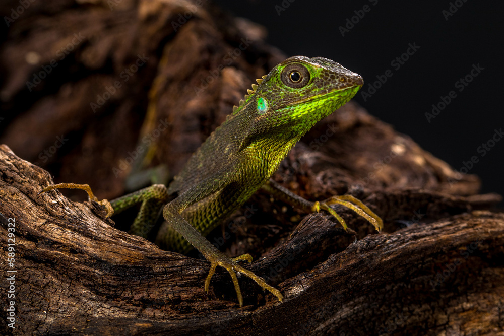 Fototapeta premium Bronchocela jubata, commonly known as the maned forest lizard, is a species of agamid lizard found mainly in Indonesia