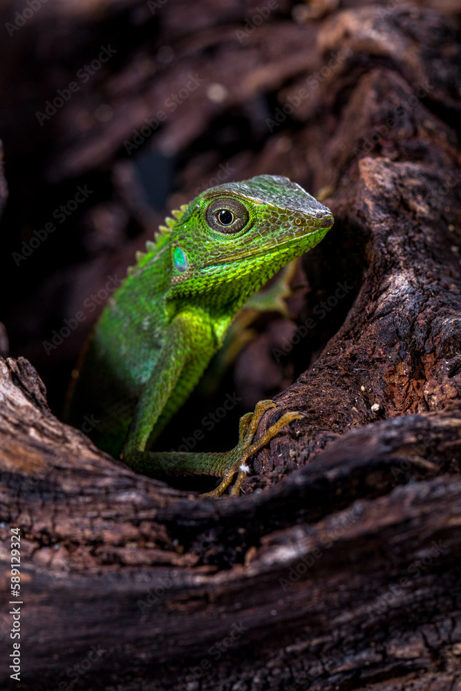 Fototapeta premium Bronchocela jubata, commonly known as the maned forest lizard, is a species of agamid lizard found mainly in Indonesia