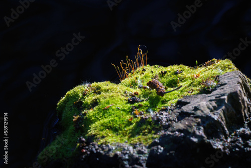 Close-up of rock with moss and dark background