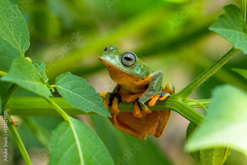 Wallace's flying frog (Rhacophorus nigropalmatus), also known as the gliding frog