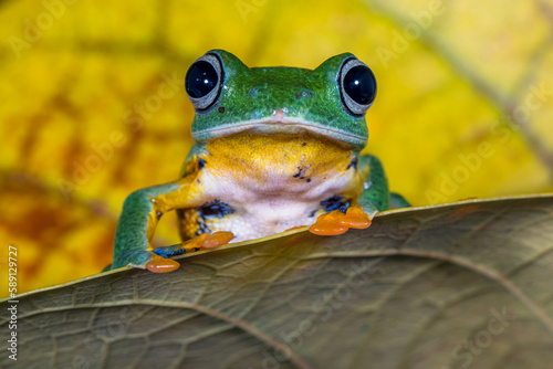 Wallace's flying frog (Rhacophorus nigropalmatus), also known as the gliding frog photo