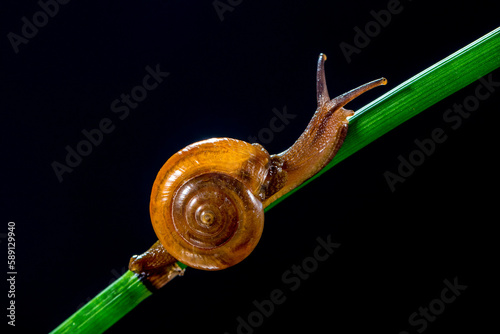 Macrochlamys indica or the horntail snail is a species of air-breathing land snail, a terrestrial pulmonate gastropod mollusk, in the family Ariophantidae photo