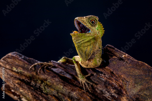 Gonocephalus chamaeleontinus, the chameleon forest dragon or chameleon anglehead lizard, is a species of agamid lizard from Indonesia and Malaysia photo