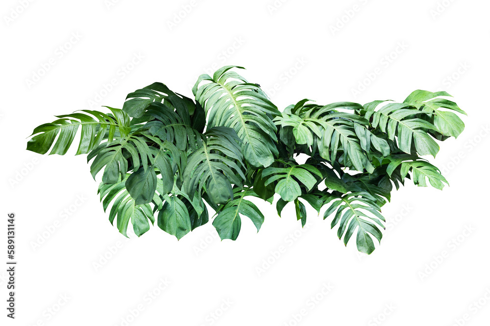 Philodendron plant grow in rain forestม transparency background