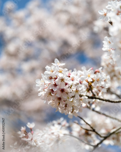 茨城県高萩市　桜満開のさくら宇宙公園 © Hiroki Kobayashi