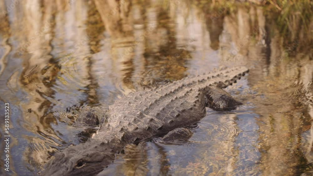 Closeup view of an alligator floating in the water in Florida, USA Closeup view of an alligator floating in the water in Florida, USA